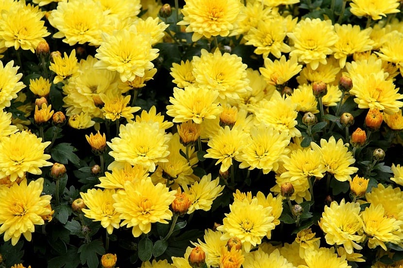 Mata de margaritas amarillas en flor en un jardín