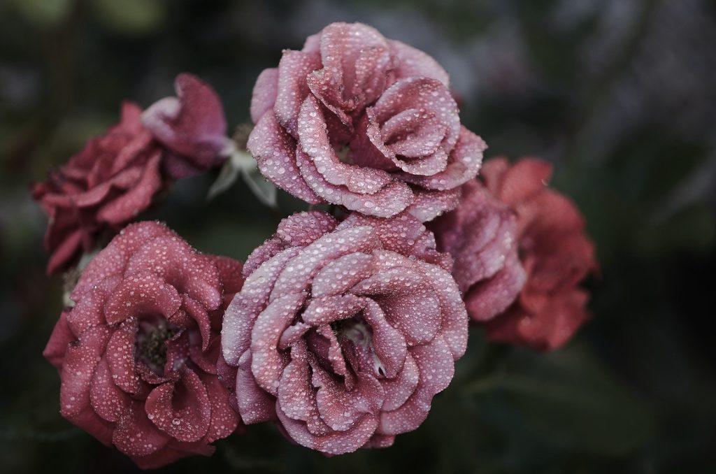 Rosas naturales recién cortadas