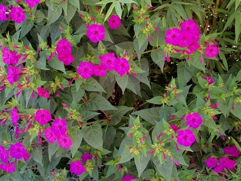 Flores de dondiego de noche