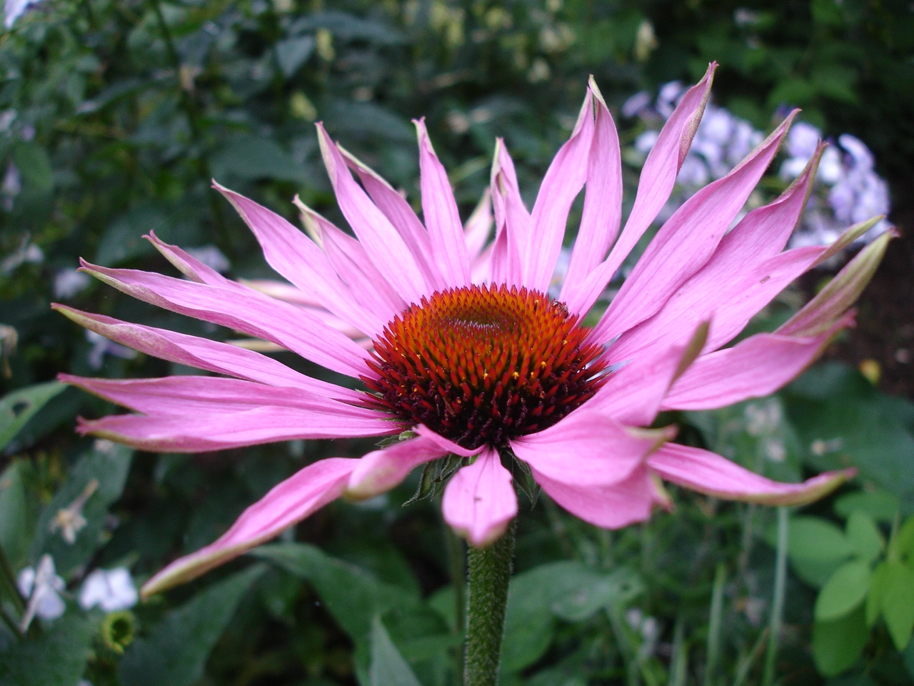 Echinacea angustifolia