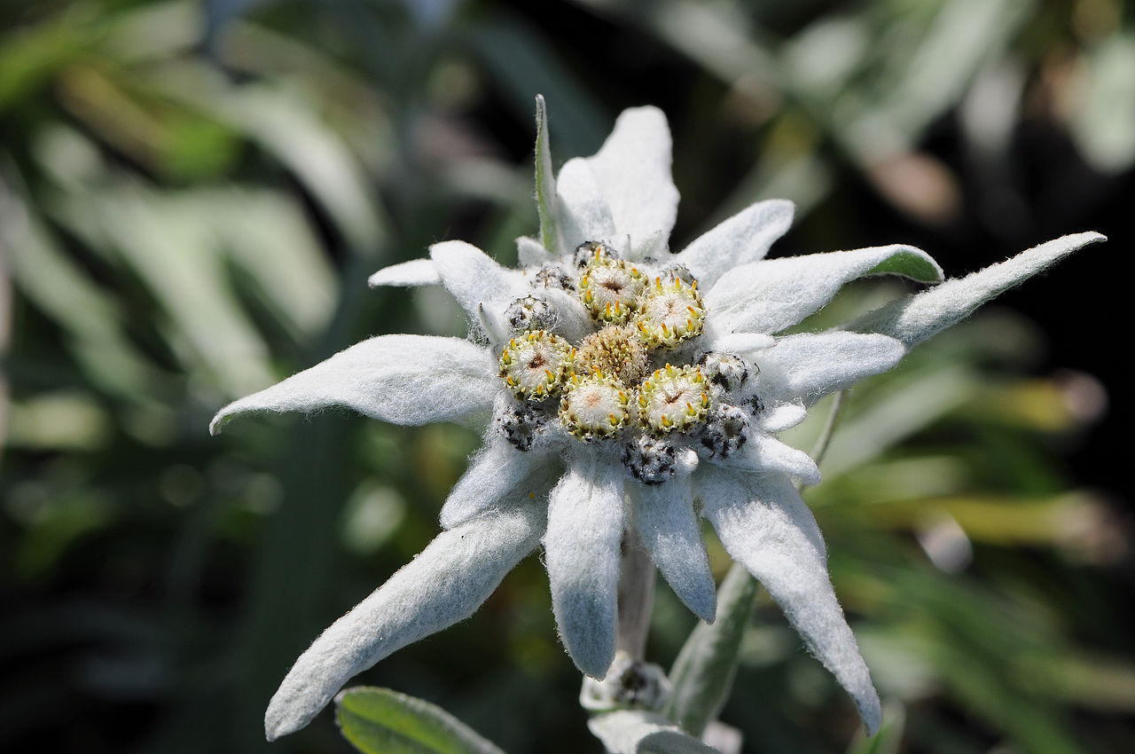 Edelweiss: cultivo, hábitat y protección legal