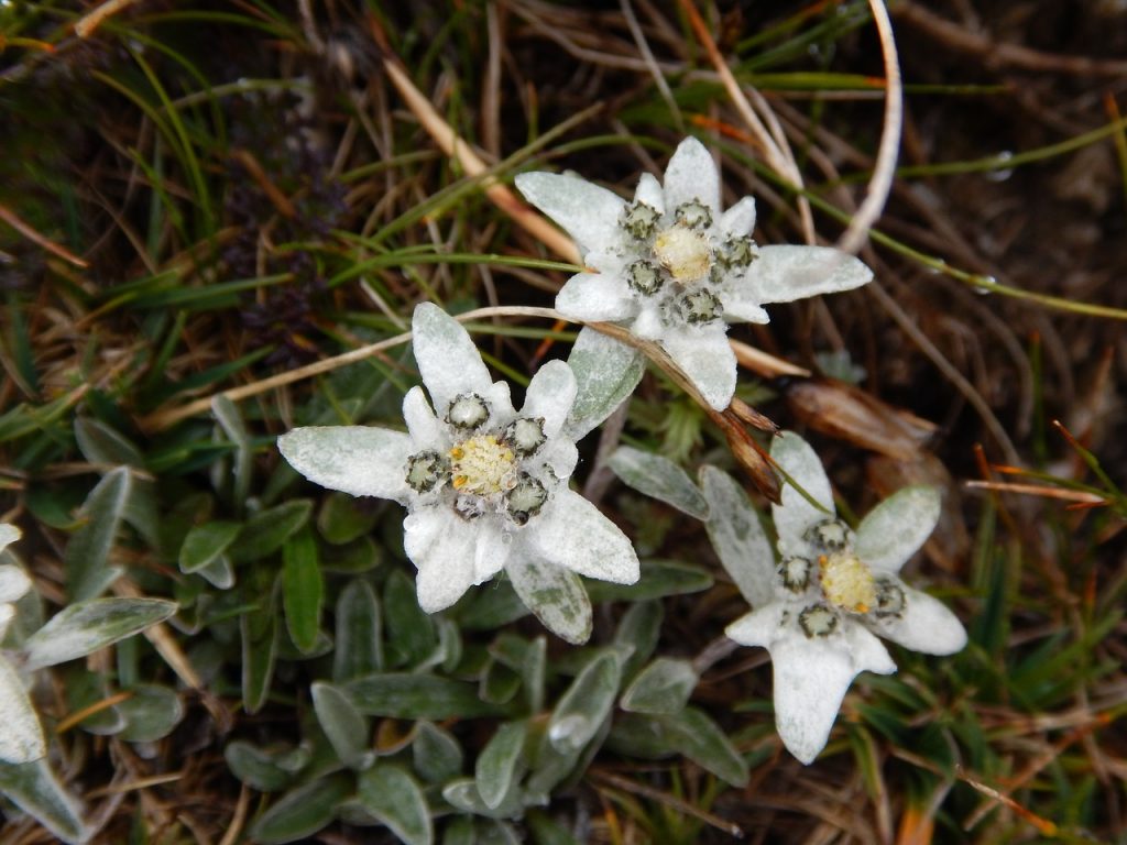 Flor de edelweiss con sus brácteas blancas en forma de estrella