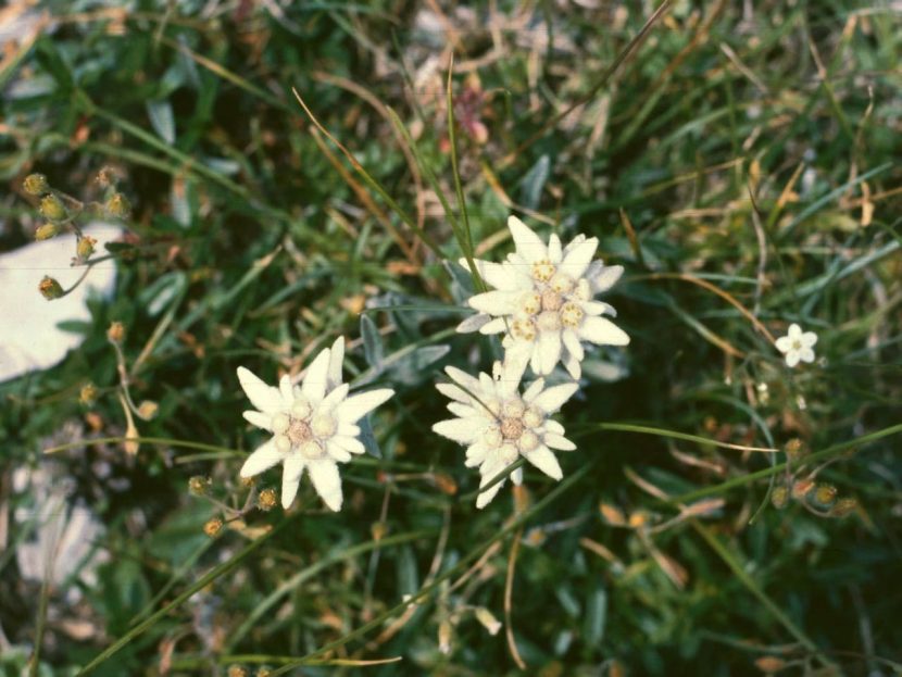 Mata de edelweiss creciendo entre piedras