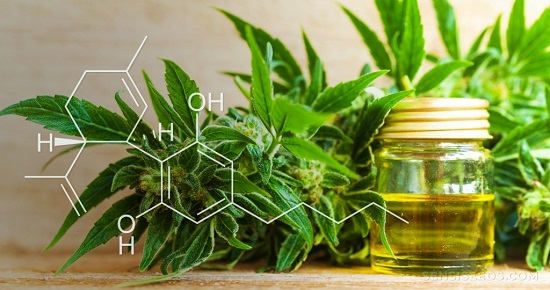 El auge del CBD: mercado, normas y sus vaivenes