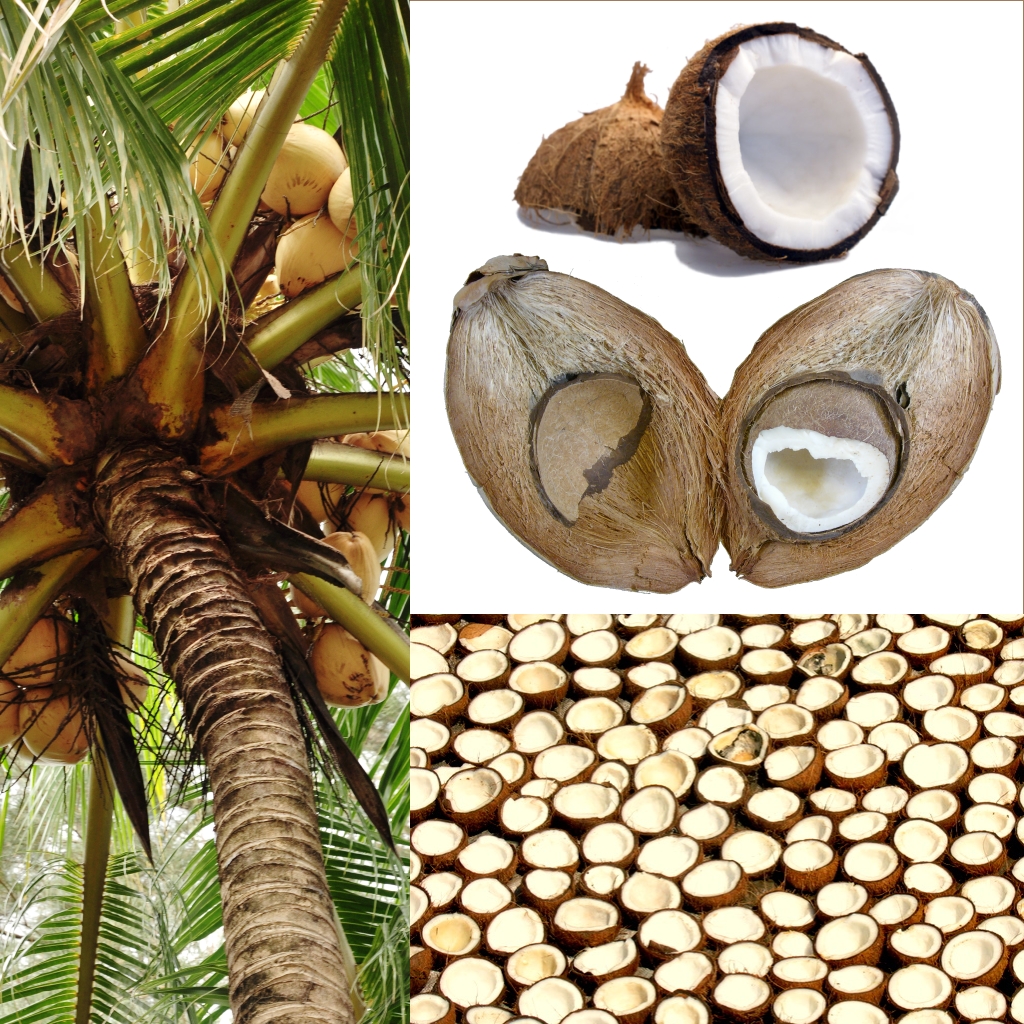 El coco: todo lo que no sabías sobre esta fruta
