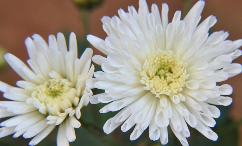 Crisantemo blanco: cuidados, poda y floración de otoño