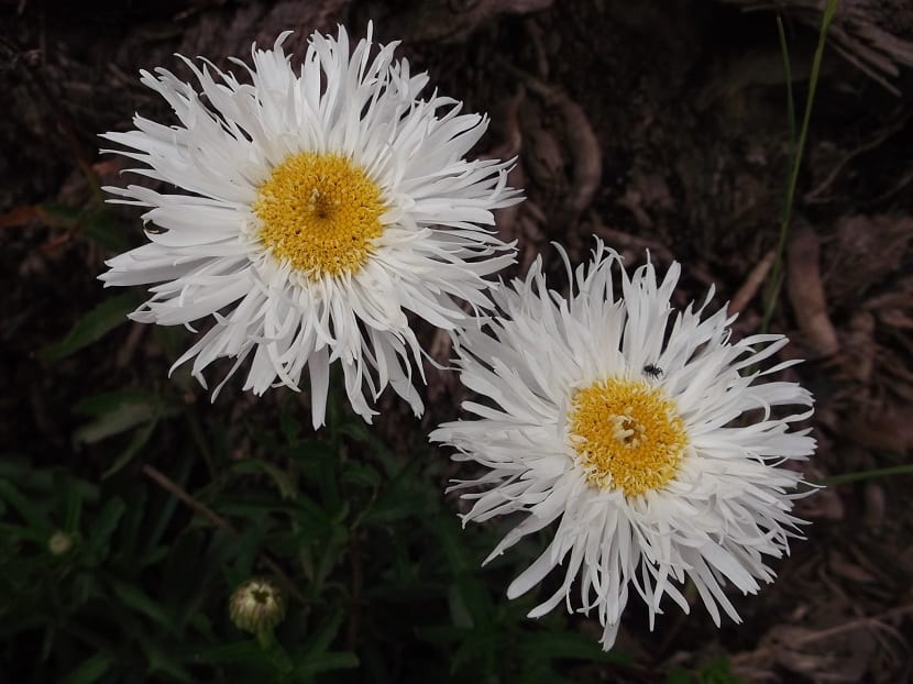 Detalle de la flor del crisantemo