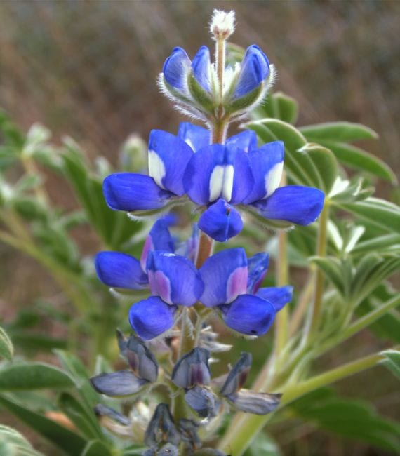 Lupinus micranthus, lupino silvestre de flor azul