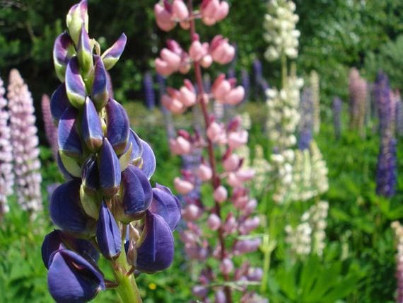 Lupinos en el jardín y en maceta: suelo, siembra y cuidados