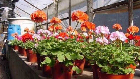Malvón: cultivo al sol, riego, poda y plagas