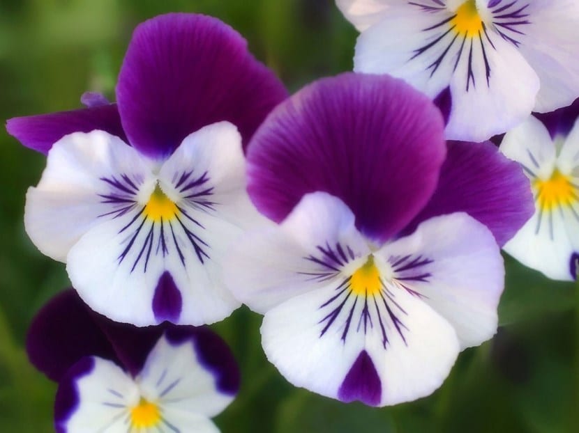 Pensamientos en flor con sus corolas de varios colores