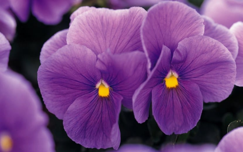 Flores de violeta de olor entre sus hojas acorazonadas