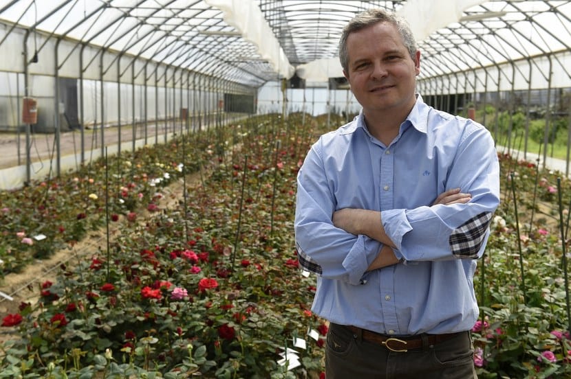 Cómo se crea una rosa nueva, paso a paso