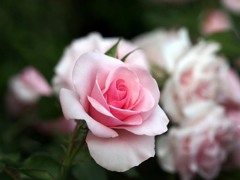 Flor de una variedad moderna de rosal obtenida por hibridación