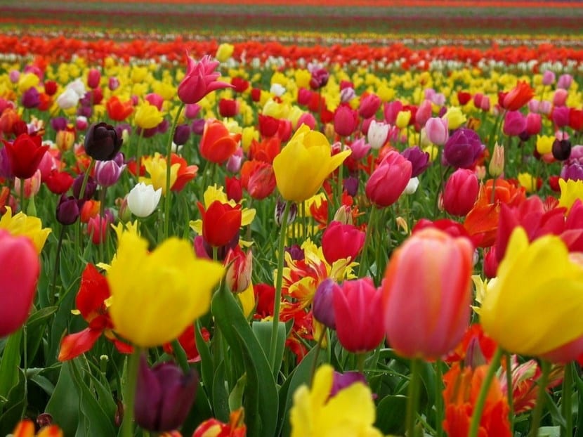Significado de los colores de los tulipanes