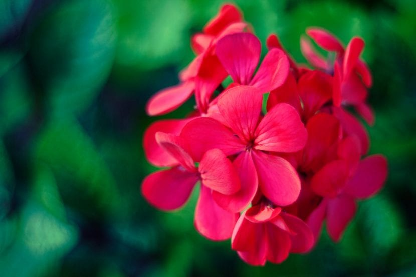Detalle de una flor de geranio