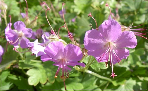 Geranium x cantabrigiense en floración