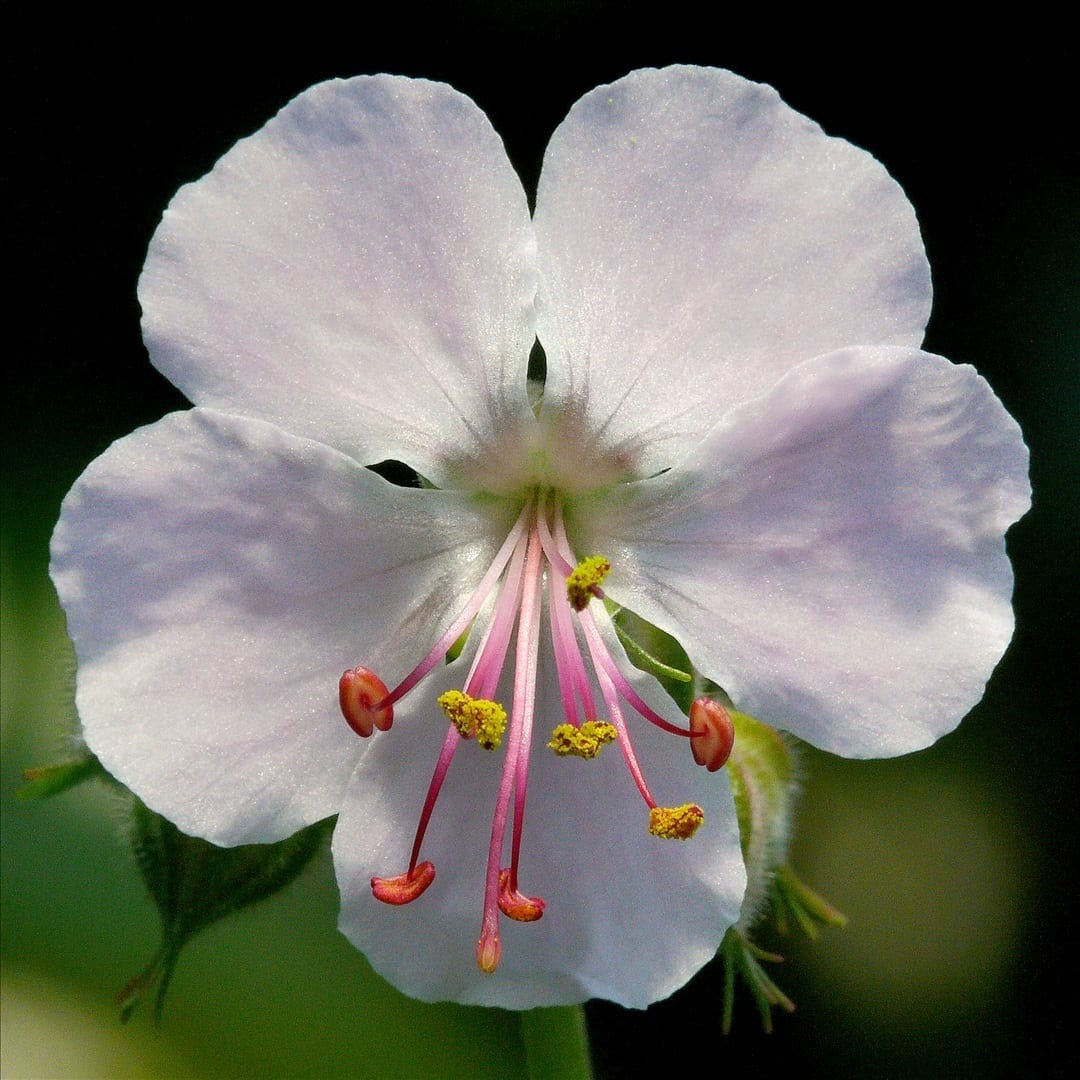 Geranium: el geranio auténtico y sus mejores variedades