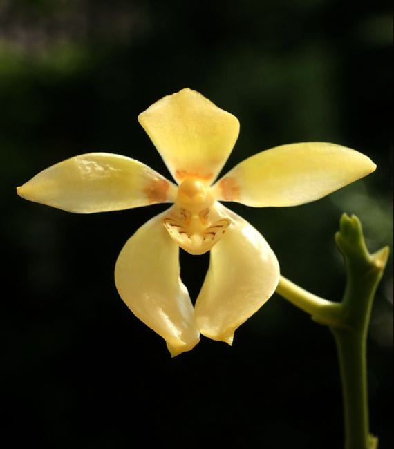 Orquídea Phalaenopsis en flor