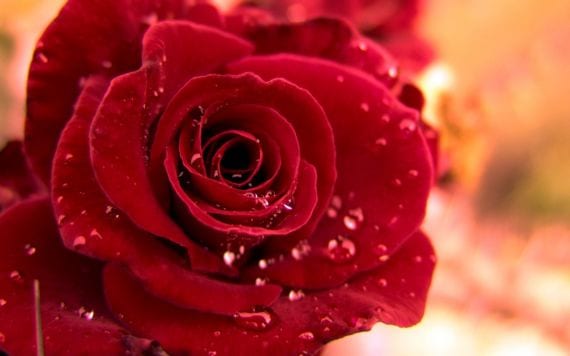 Rosa roja de flor cortada, la elección clásica para San Valentín