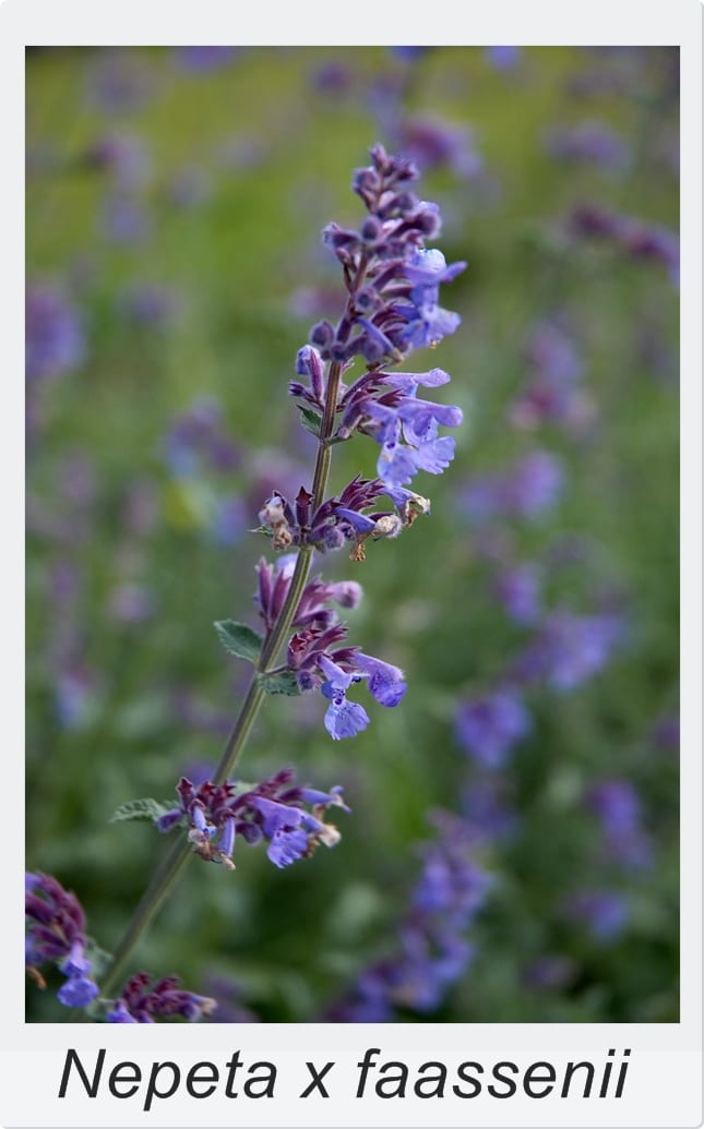 Quitar las flores marchitas para que la planta vuelva a florecer
