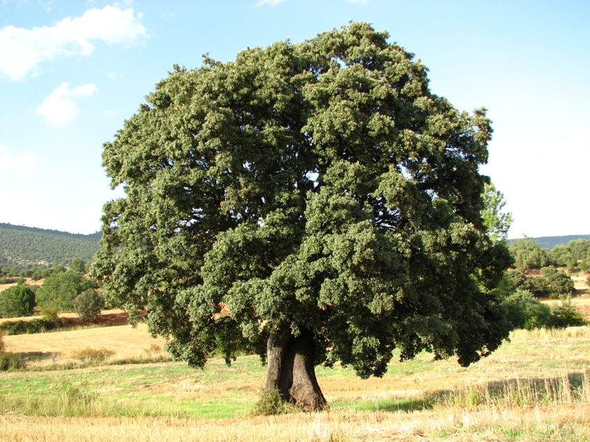 Encina: tipos, características, tamaño, variedades, colores…
