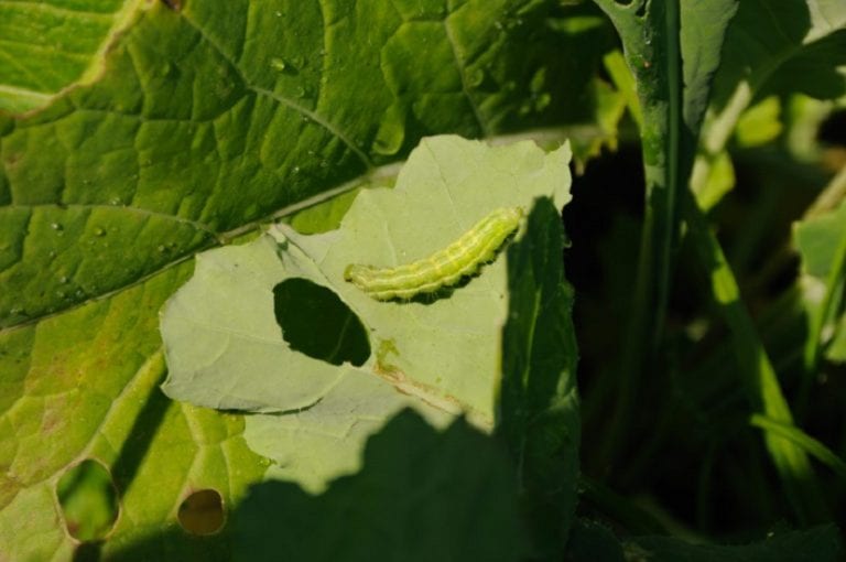 Hojas afectadas por plagas en las plantas del jardín