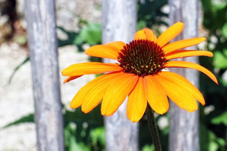 Equinácea de flor amarilla en un arriate soleado