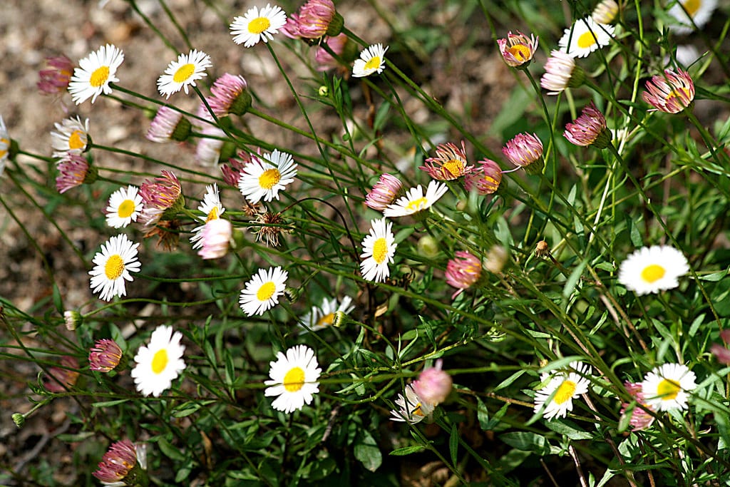 Erigeron karvinskianus: cultivo, poda y riego de la vitadinia