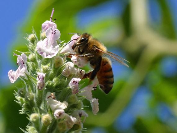 Abeja polinizando una flor