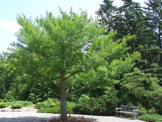 Hojas y semillas de Ginkgo biloba, especie dioica