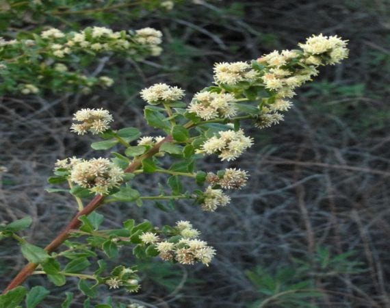 Plantas dioicas: por qué necesitas un macho y una hembra