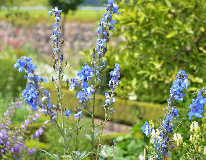 Espiga floral de Delphinium elatum en azul intenso