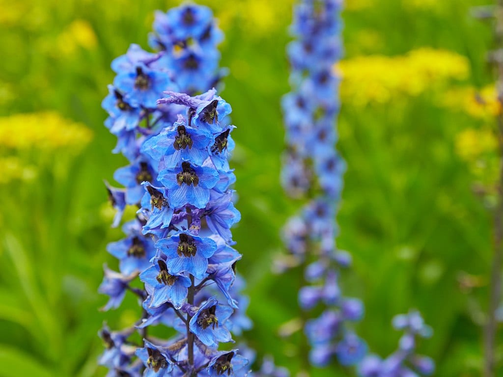 Delphinium: cultivo, especies y cuidados de la espuela de caballero