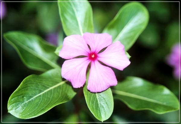 Flores exóticas para plantar en primavera en el jardín