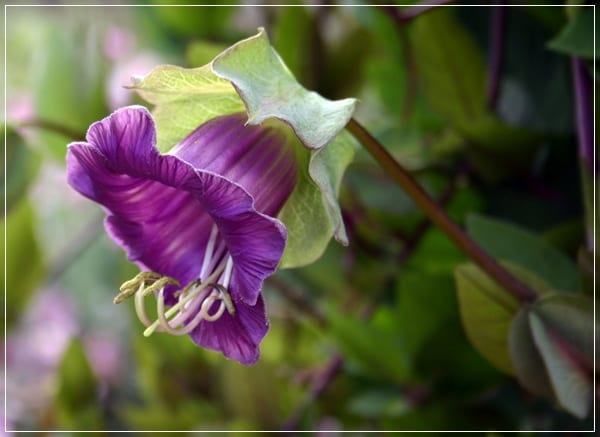 Flor de Cobaea scandens, la trepadora taza y platillo
