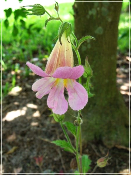 Flores acampanadas de Rehmannia elata