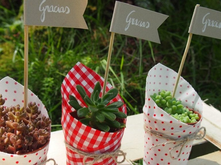 Plantas en maceta preparadas para regalar el Día del Padre