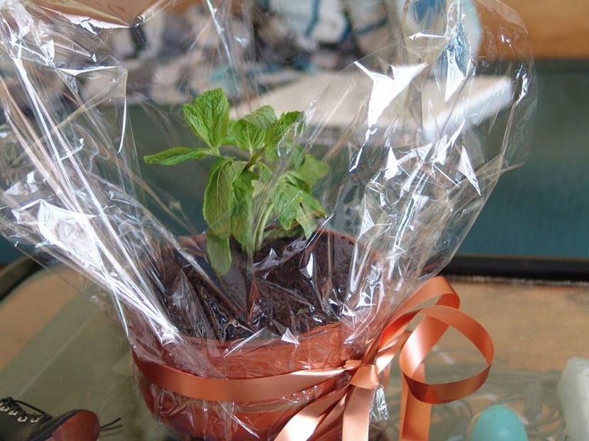 Plantas para regalar el Día del Padre: guía de acierto