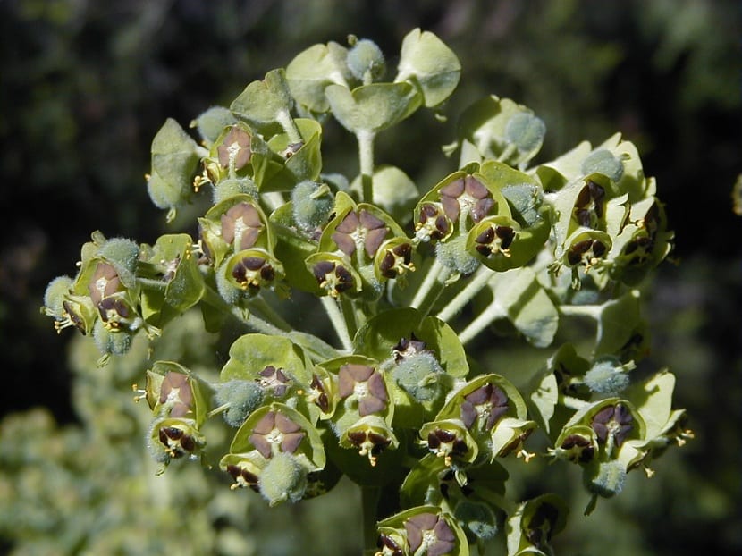 Detalle de las inflorescencias verde amarillentas de la Euphorbia characias