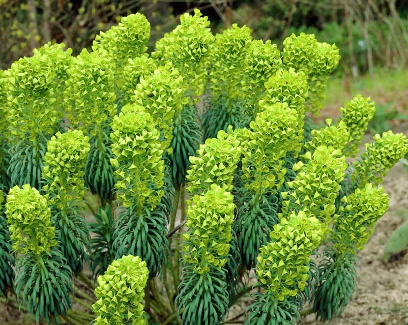 Euphorbia characias: cultivo, poda y riesgos del látex
