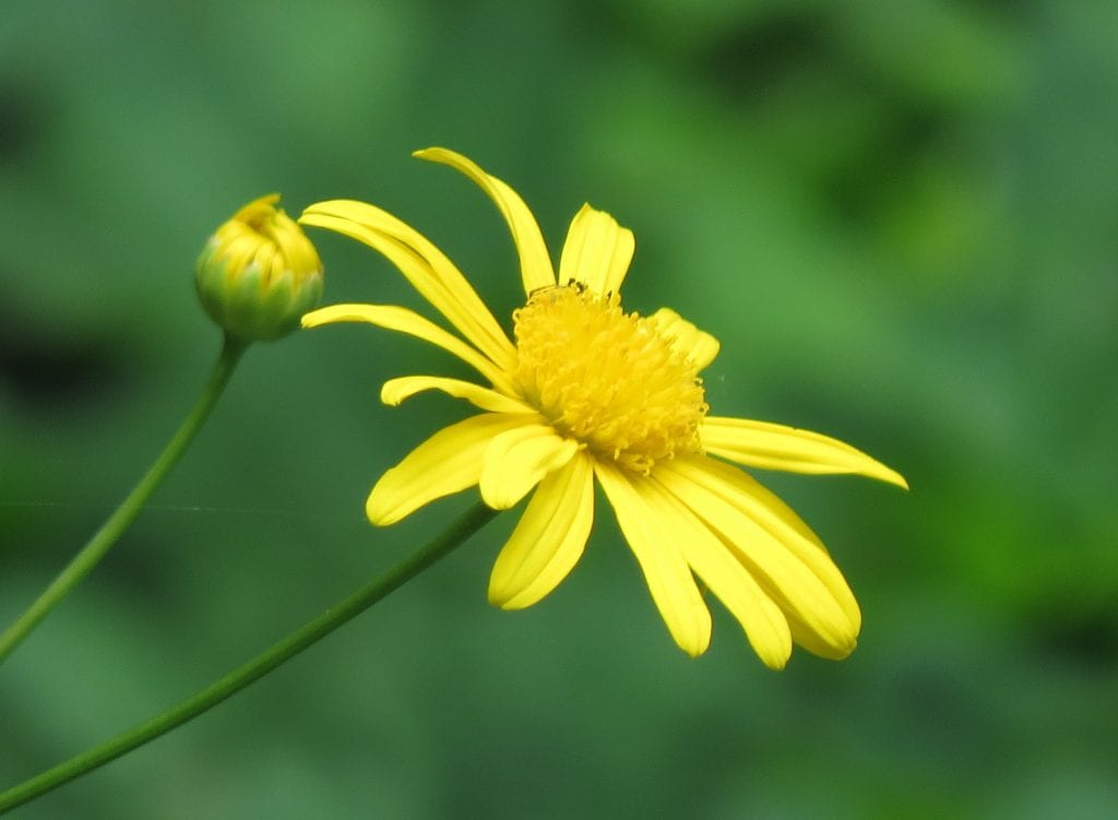 Euryops chrysanthemoides: cultivo, riego y poda