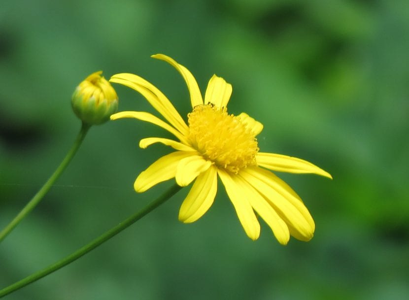 Detalle de la flor amarilla del Euryops chrysanthemoides