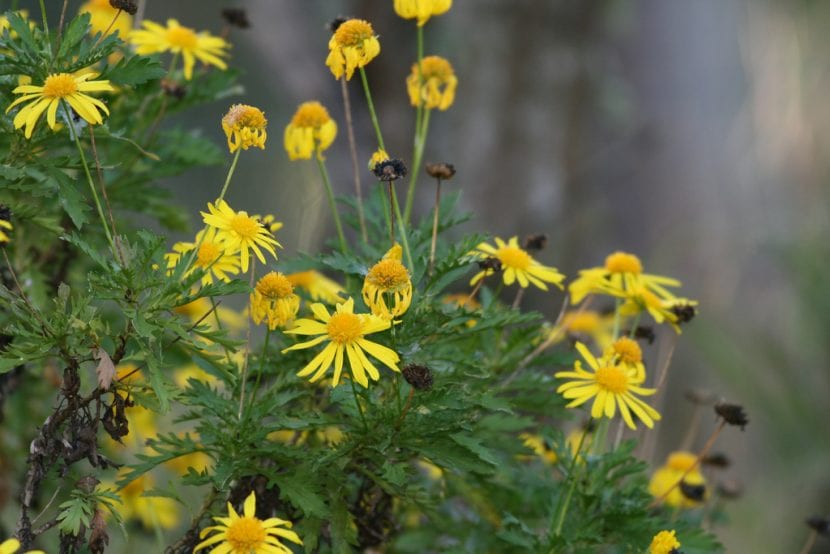 Arbusto de Euryops chrysanthemoides cubierto de flores amarillas