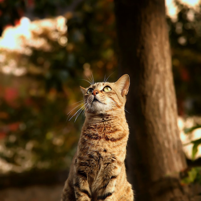 consejos para evitar que los gatos dañen mis flores