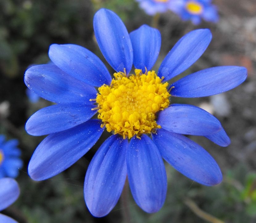 Flor azul con centro amarillo de la felicia