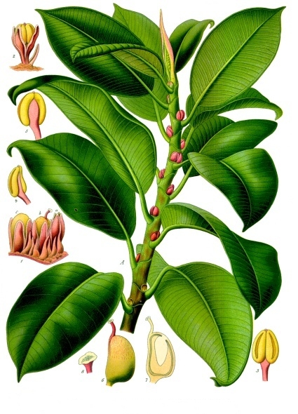 Ficus: tipos, características, tamaños, variedad y colores.