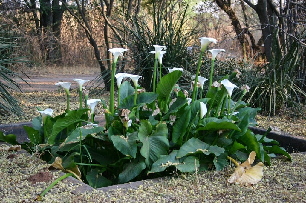 Mata de Zantedeschia aethiopica en un jardín
