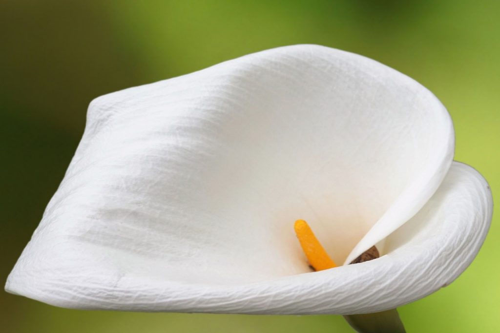 Flor de alcatraz blanca con la espata abierta y el espádice amarillo