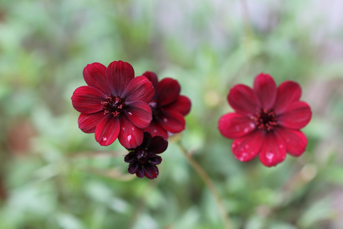 Flor de chocolate (Cosmos atrosanguineus): cultivo real